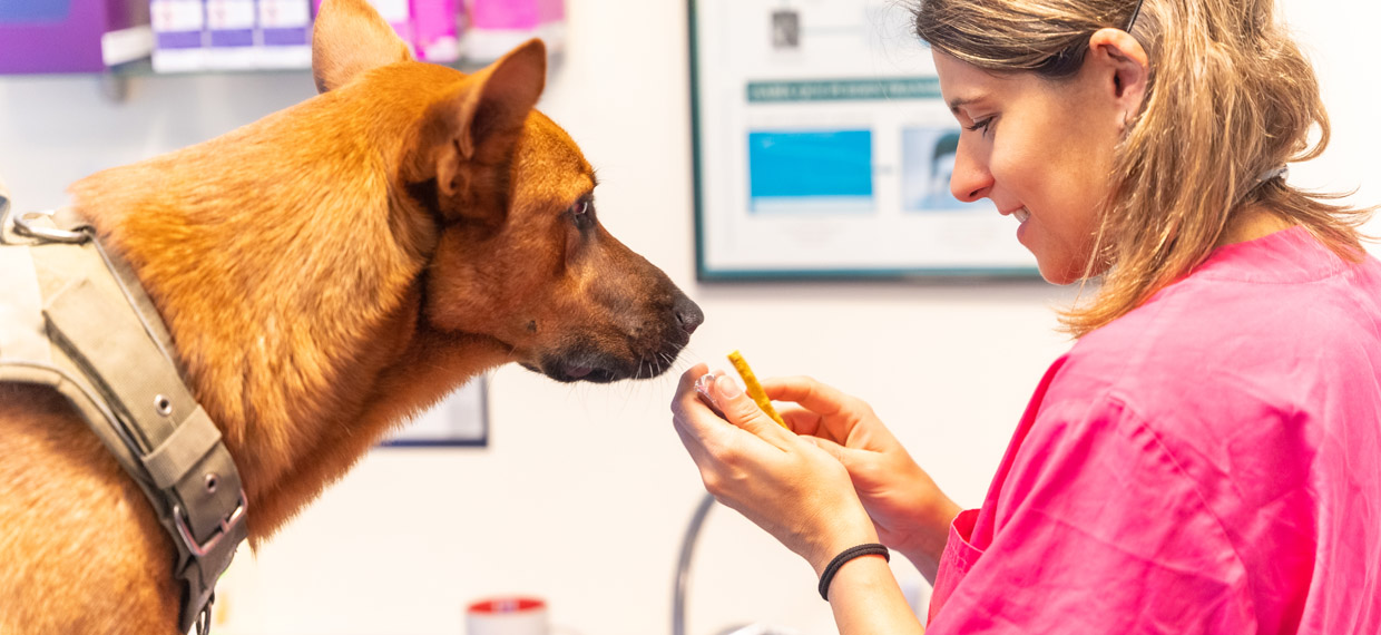 Tecnología y mascotas: ¿Qué es un tag con NFC y por qué todos los dueños deberían tener uno? Tecnología y mascotas: ¿Qué es un tag con NFC y por qué todos los dueños deberían tener uno?