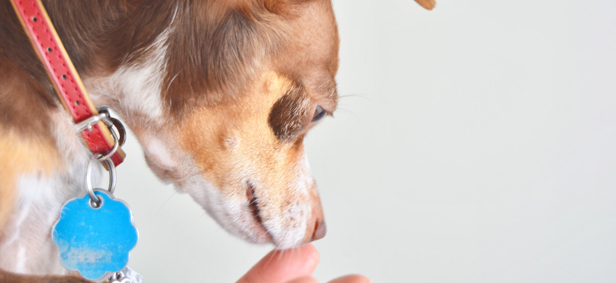 Tags para mascotas personalizados: más que un accesorio, una forma de protegerlos Tags para mascotas personalizados: más que un accesorio, una forma de protegerlos