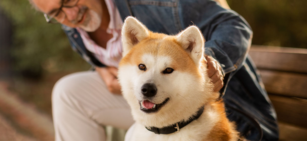 Los 5 errores más comunes al identificar a tu mascota (y cómo evitarlos)